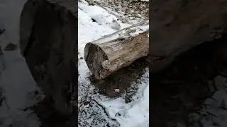COMING SOON Ugly log makes beautiful lumber