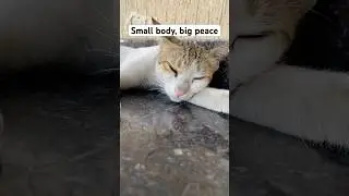 Peaceful 😴#cat #cats #catlover #shorts #sleepycat #relaxingcats #cozyvibes