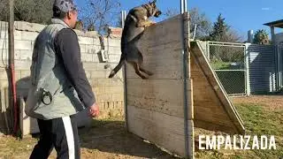 Dogtm #mondioring #dogtraining #malinois #germanshepherd #dobermann# adiestramiento canino