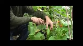 Allotment Grow How - Aubergines