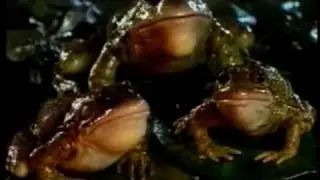 Bud Frog Boat Ride