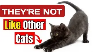 23 Mysterious Facts About Black Cats The Internet dosen't Want You To know 