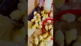 mistakes that farmers make in poultry business #chicken #freerangechickens #farmin