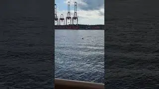Big Fat Seal in Halifax Harbour #sealife #harbor