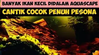Ikan cupang molly guppy axotol. Cocok sekali hidup didalam aquascape  indah dan bikin hati tentram