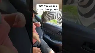 POV: You go to a drive through zoo #fyp #zoo #viral