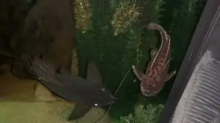 Jaguar Catfish