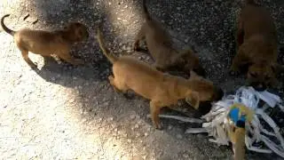 PARDOG:  FIGLI DI BOMBARDONE E SQUARCIONE, TEST PREDATORIO.