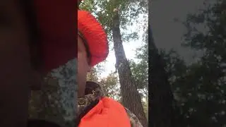 Barking Squirrel