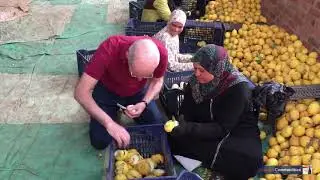 Lemon harvest underway in Egypt