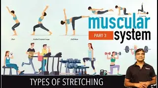 Types Of Stretching | Static | Dynamic | PNF | Muscular System- Part 3