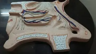 Model of Nose