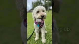 AI dog // part 1 #ai #cute #dogs #poodle #love #funny #goviral #foryou #viral