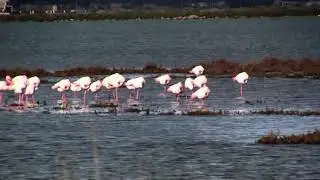 Les Flamants Roses Frontignan étang d'Ingril.