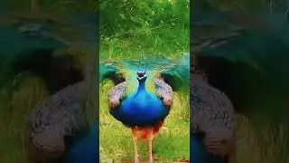 Peafowl sounds #youtubeshorts #peafowl #peacock #animals