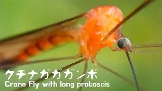 クチナガガガンボ【愛知県森林公園】