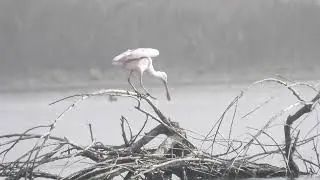 Roseate Spoonbill