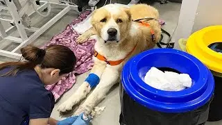 A Rescue Dog Was Given No Chances But His Fight for Life Changed Everything