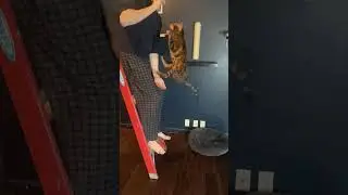 Bengal Cat Jumping Power #shorts