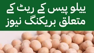 Breaking News About Yellow peas prices