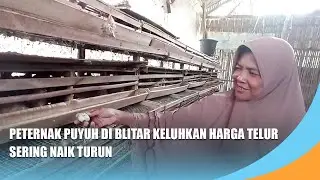 BLITAR | Peternak Puyuh di Blitar Keluhkan Harga Telur Sering Naik Turun