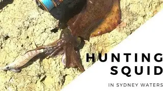 Hunting Squid in Sydney