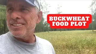 Buckwheat No Till Plot Update | Covid Delay