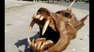 10 ANIMALS YOU WON'T BELIEVE ACTUALLY EXIST
