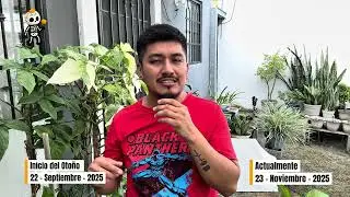 Mi Jardín En OTOÑO 🍁 🍂 -Actualización 