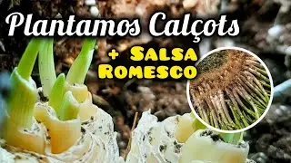 C&oacute;mo Plantar CAL&Ccedil;OTS en Casa | F&aacute;cil Paso a Paso + SALSA ROMESCO