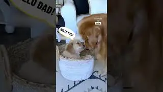 Моя собака впервые встретилась со своим сыном 🥰🐶