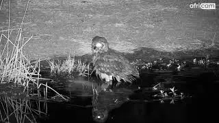 Spotted Eagle Owl at Rosie's Pan.