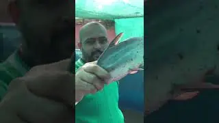 700grm in 5 months || biofloc fishfarming || #pathankot #punjab #india