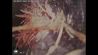 Encino Ave. Root intrusion