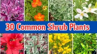 30 Common Shrub Plants  for Kids | Learn Shrubs in Nature | Kindergarten & Primary Science