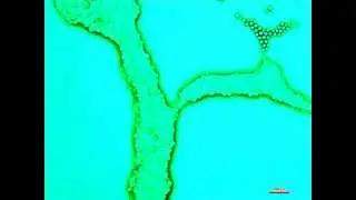 Microcapsule Arts