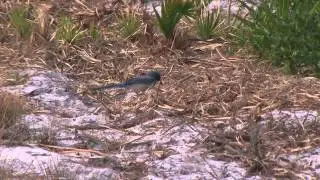 The Audubon Moment - The Florida Scrub Jay
