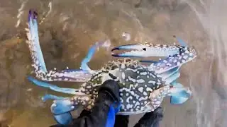 Catching Crab 🦀Fish video #catching #fishing #crab #hunting
