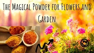 Amazing homemade Recipe for your garden!! The Magical Powder!! Make beautiful garden !!