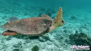 best 4k fishin hd ultra (360mp)