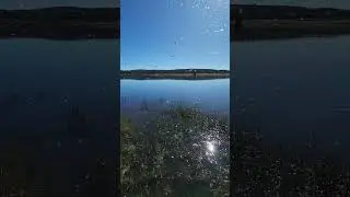 Midges - at Herne Lodge #fishing #flyfishing #browntrout #flyfishinglife #fish #midge #hatch  #trout