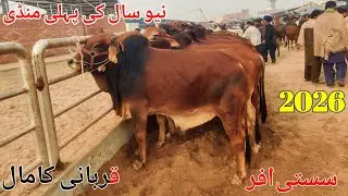 Qurbani Ke Bare Bachray | Danday Chogay Chagay | Animal Mandi 2026 | Malumor Janwar Mandi 