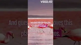 Pink Paradise: Secrets of Las Salinas! #Lake #salt #Pretty #pink #Spain #Shorts #torrevieja #nature