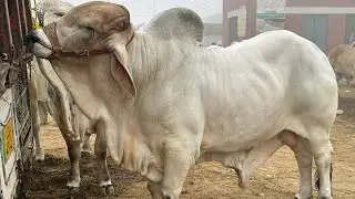Dhund Ki Wash Say Multan Mandi Main Mall Bht Kam Aya @SSTvs