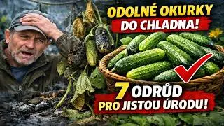 7 ODOLNÝCH OKUREK pro chladné léto. Zaručená sklizeň, i když počasí nepřeje!