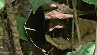 Lygniodes Moth....unique and hard to spot.