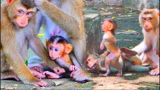 Adorable..! The family monkey Sarika sweet all even the baby Sariki walking with two legs.