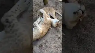 Lion Cub Love! CUTE