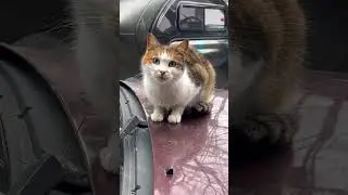 #cat #cats #love #youtube #kitten #kitty #pets #animals #funny #cute #funnycats #baby #catshorts