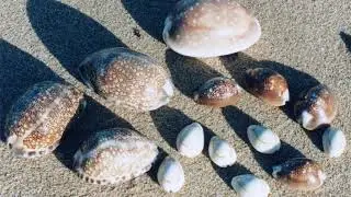 Local History Talks: Fraser Island Adventure